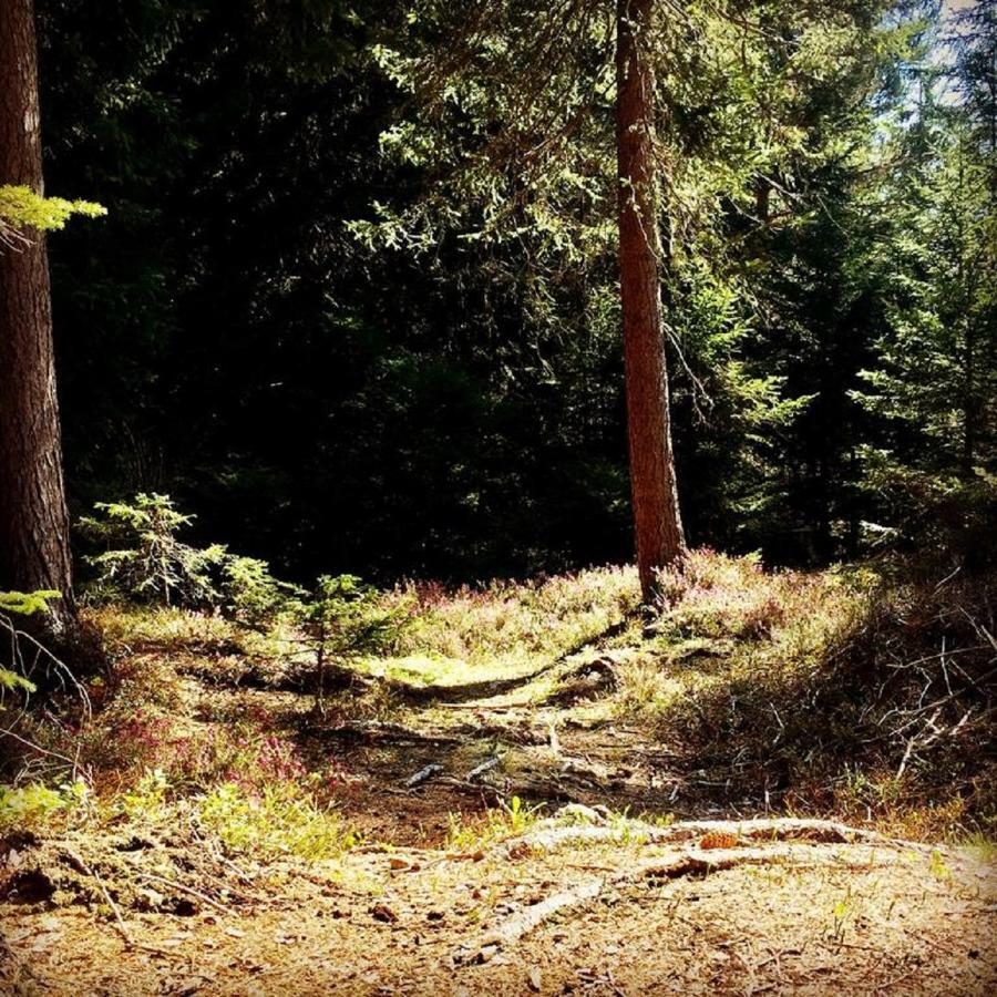 Appartmenthaus Birkenwald سيفيلد ان تيرول المظهر الخارجي الصورة